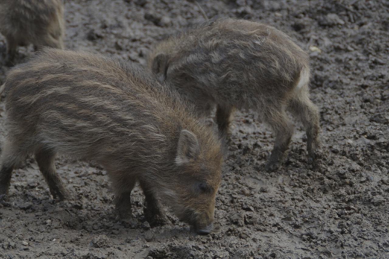 Análisis de los 24 mejores Adaptadores Para Niños Patinetes Xiaomi