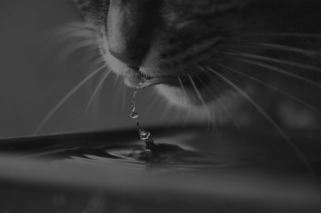 Las mejores marcas de xiaomi gatos funda móvil xiaomi s2 rosa xiaomi s2 agua gatos xiaomi