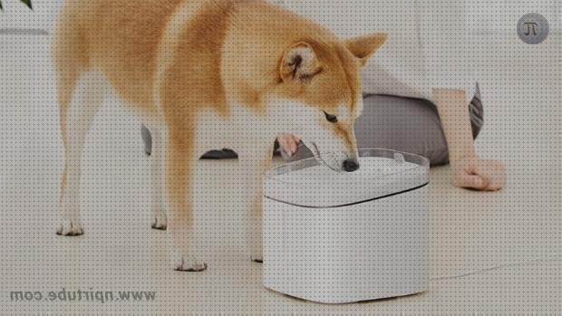 Las mejores marcas de xiaomi gatos funda móvil xiaomi s2 rosa xiaomi s2 bebedero gatos xiaomi