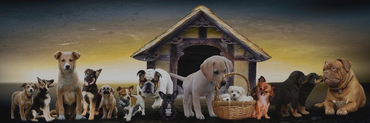 Las 14 Mejores Casetas Para Perros Xiaomi