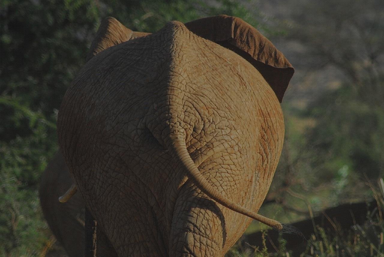 Las mejores marcas de ecosistema xiaomi