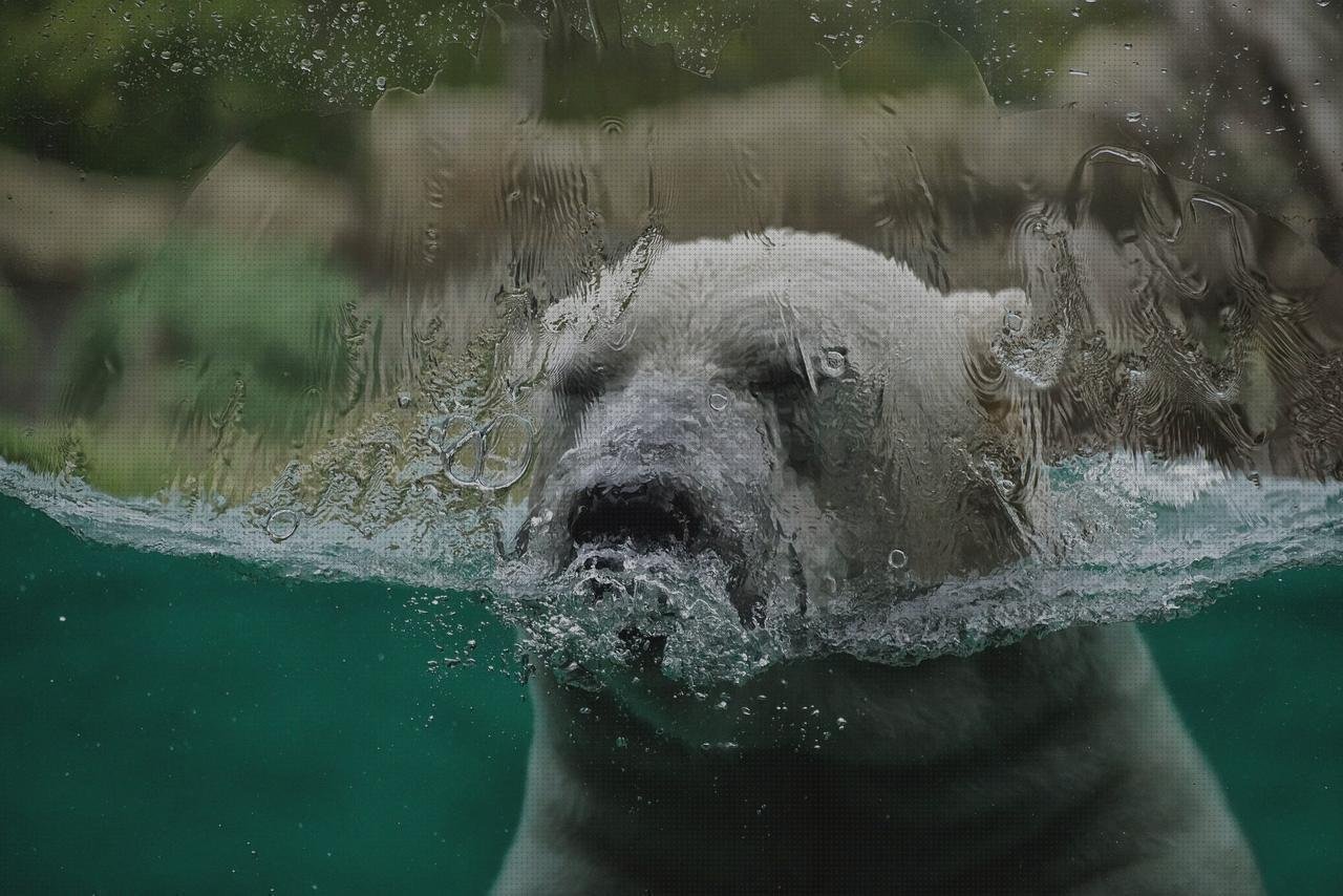 Las mejores marcas de xiaomi 10 funda xiaomi 10