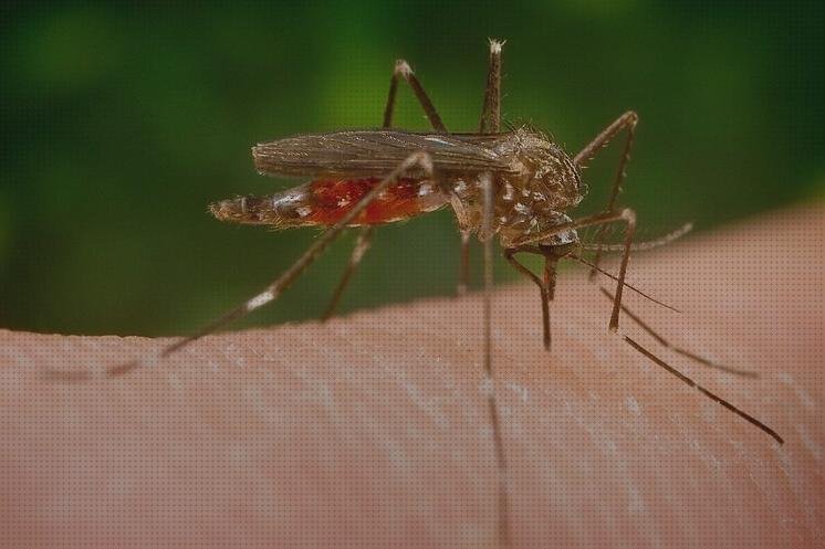 Review de mosquitos