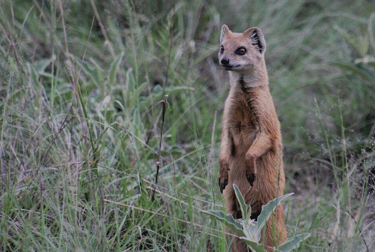 Las mejores marcas de mi9t protector pantalla xiaomi mi9t