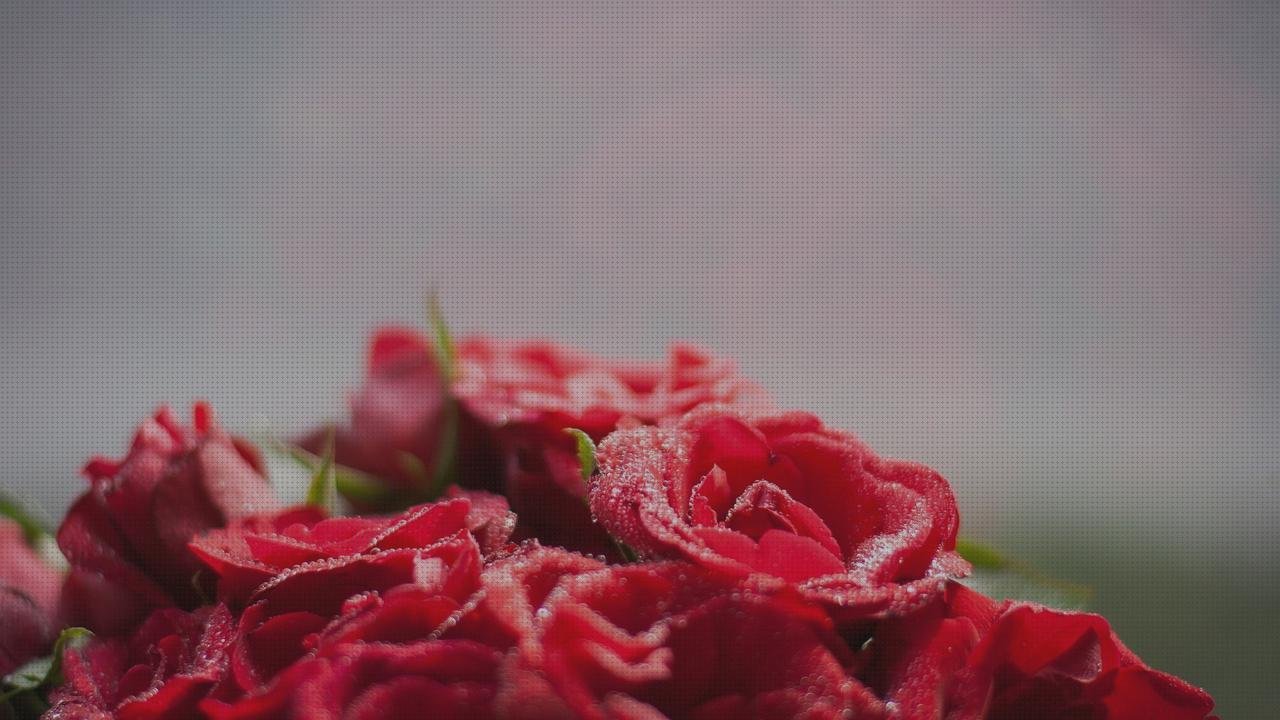 Las mejores mi9t protector pantalla xiaomi mi9t