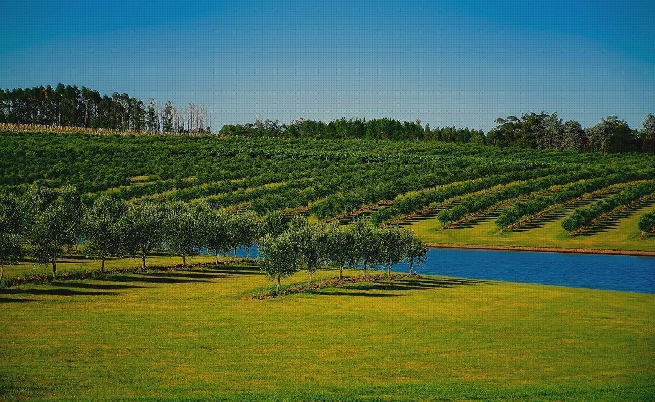 Las mejores riego xiaomi